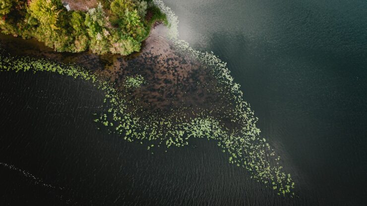 aerial view of green trees on island during daytime
