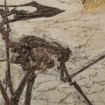 dinosaur fossil
