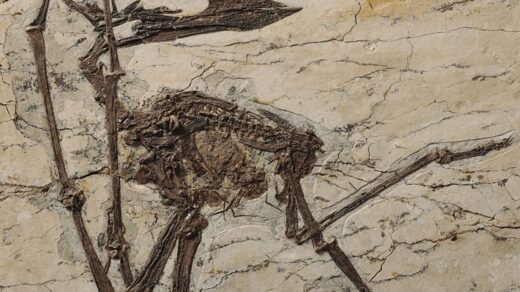 dinosaur fossil