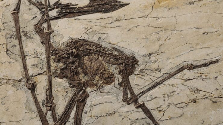 dinosaur fossil