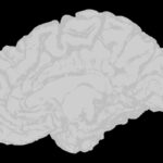 a white brain on a black background