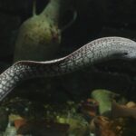 a close up of a reptile