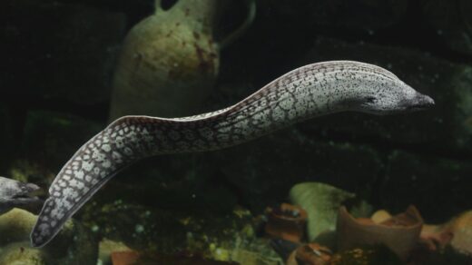 a close up of a reptile