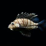 brown and blue fish