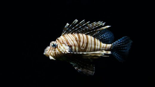 brown and blue fish