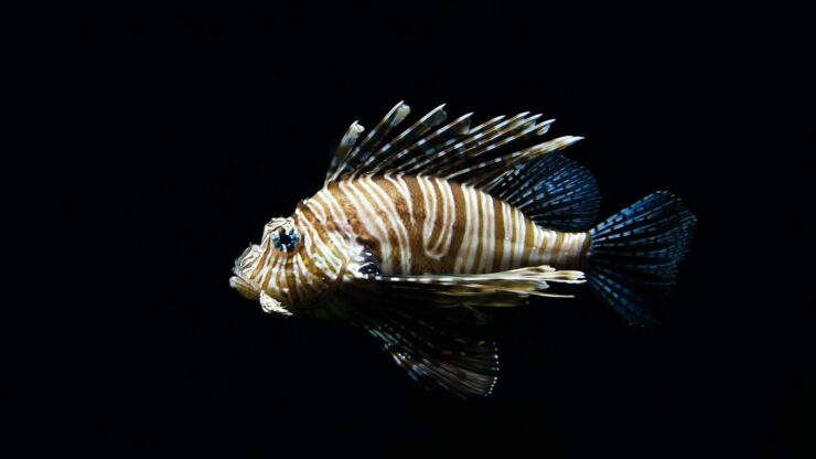 brown and blue fish