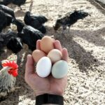 person clutching five eggs by chickens