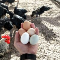 person clutching five eggs by chickens