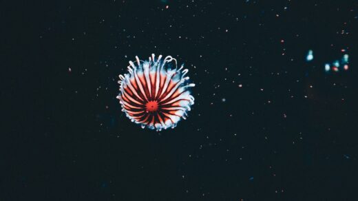 a red, white and blue flower in the dark