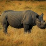 black rhino on field