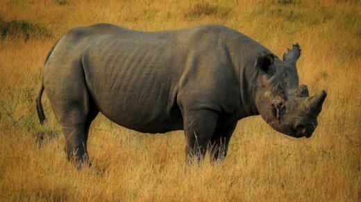 black rhino on field
