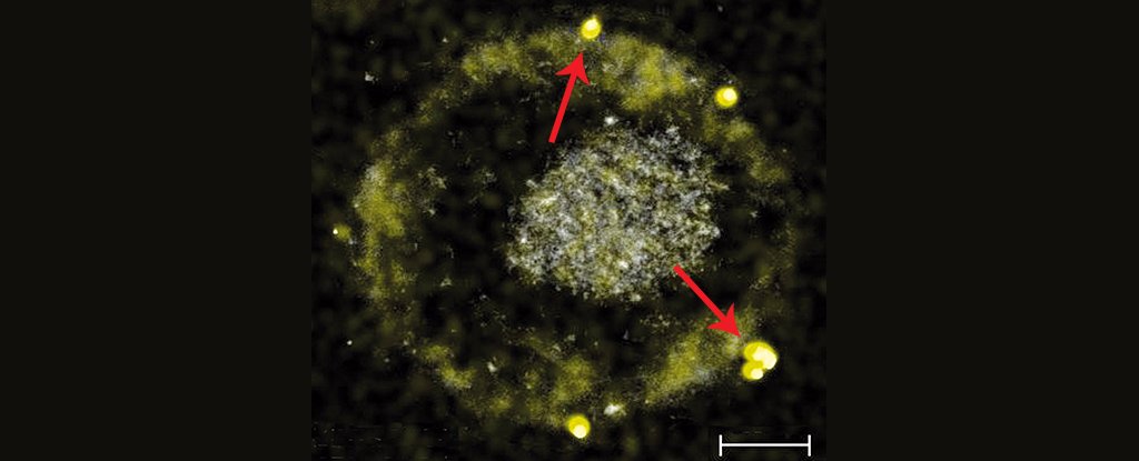gold producing bacteria