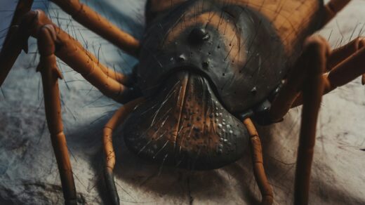 a spider on a web