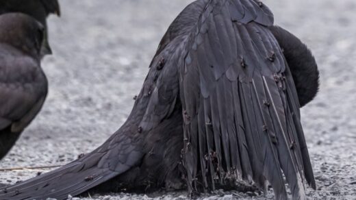crow use ant as medicine