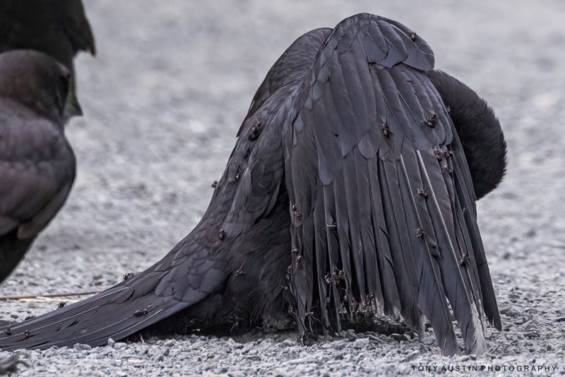 crow use ant as medicine