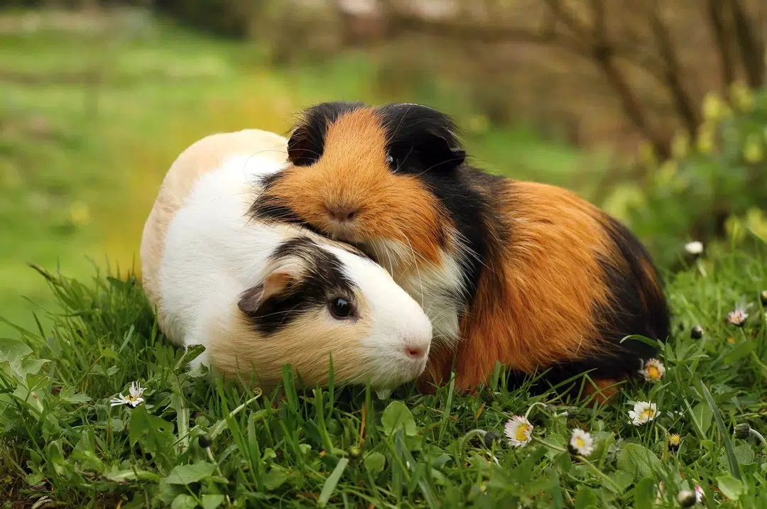 Two guinea pigs, one with brown and black fur and the other with white and brown fur, cuddle together on green grass dotted with small white flowers, enjoying the outdoors. Companionship is important for guinea pigs, especially during the estrous cycle in guinea pigs.