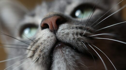 silver tabby cat closeup photo