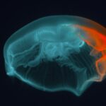 blue jellyfish in black background
