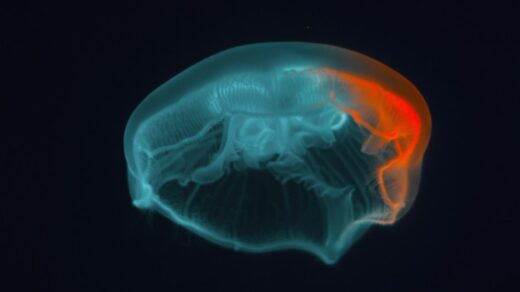 blue jellyfish in black background