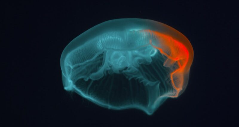 blue jellyfish in black background