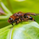 a bee on a leaf