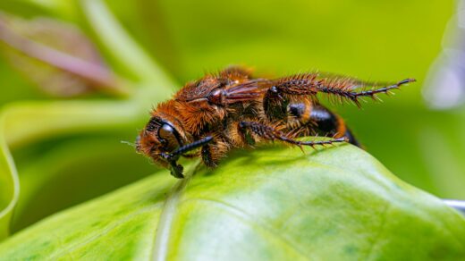 a bee on a leaf
