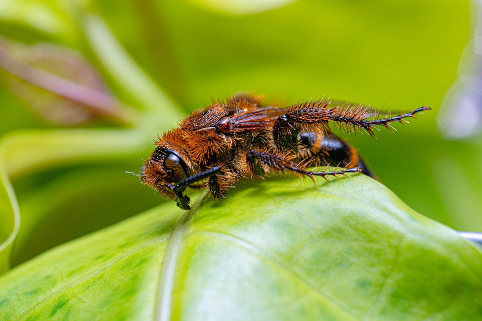 a bee on a leaf