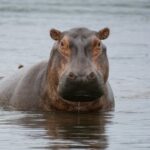 a hippopotamus standing in a body of water