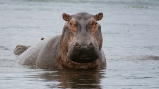 a hippopotamus standing in a body of water