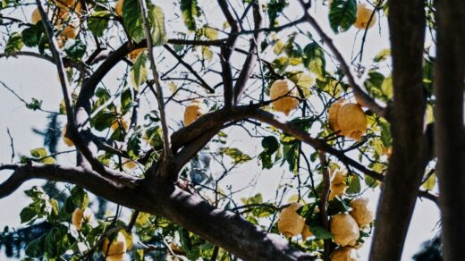 A tree filled with lots of yellow fruit