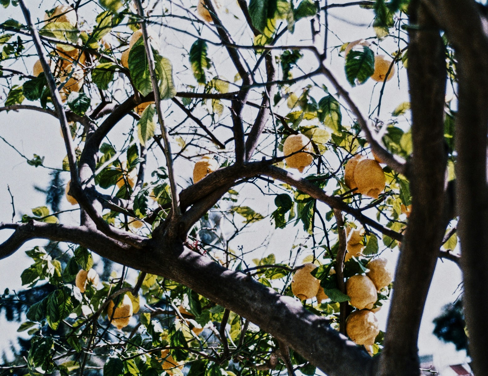 A tree filled with lots of yellow fruit