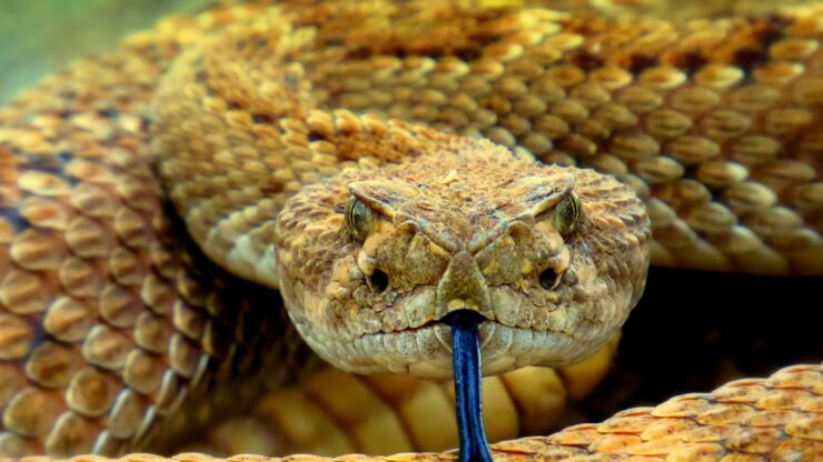brown snake on brown soil