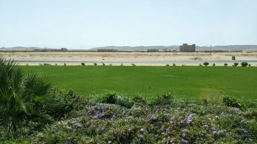 a field of flowers