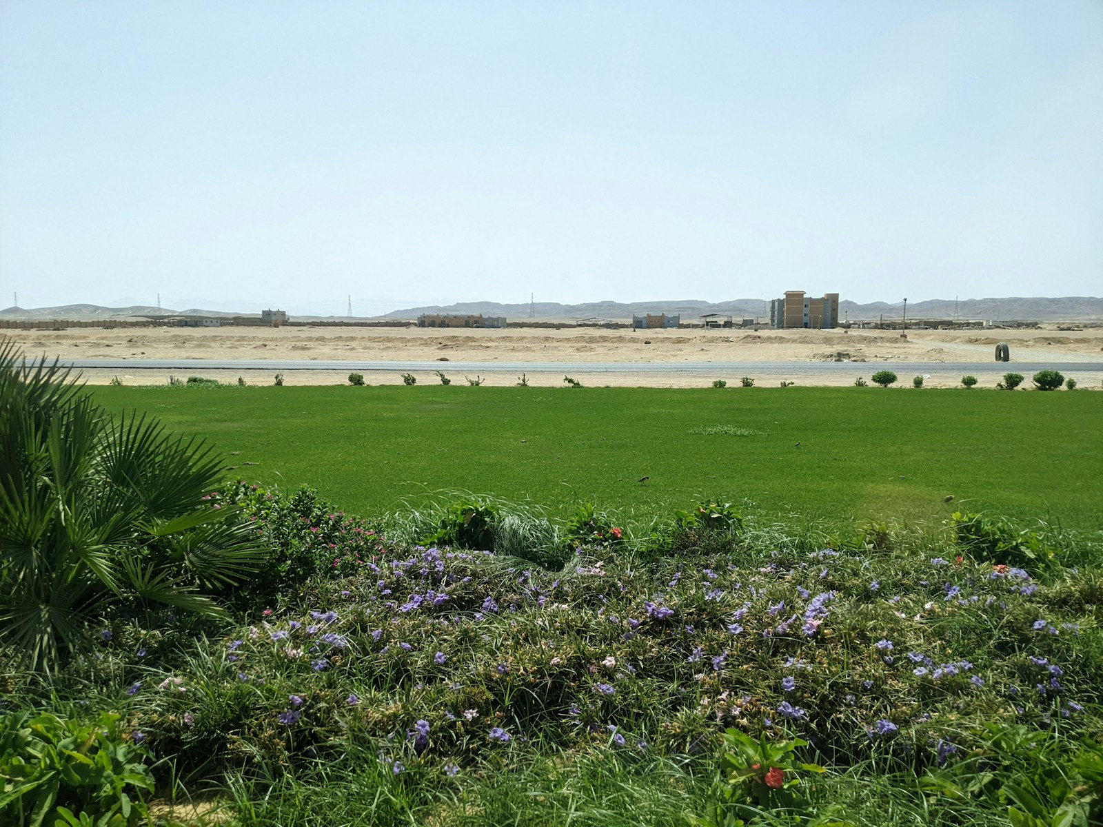 a field of flowers