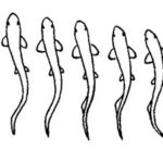 locomotion in fishes