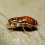 A close up of a bed bug on the ground