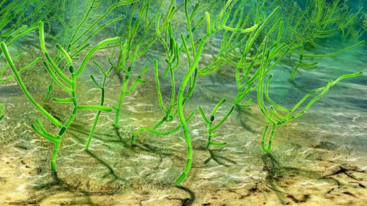 oldest marine plant