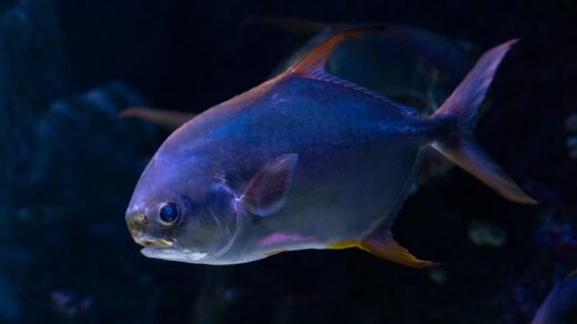 A group of fish swimming in an aquarium