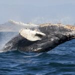 whale tail on blue sea during daytime