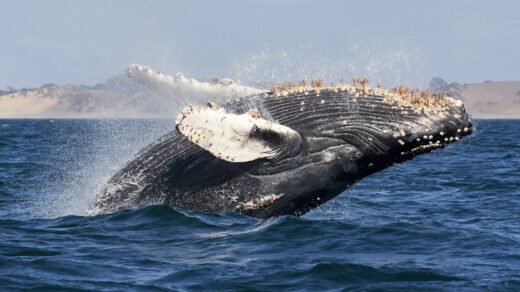 whale tail on blue sea during daytime