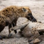 two hyenas playing with each other in the dirt