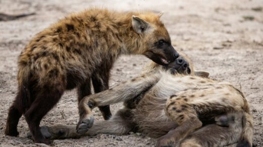 two hyenas playing with each other in the dirt