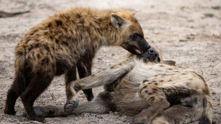 two hyenas playing with each other in the dirt