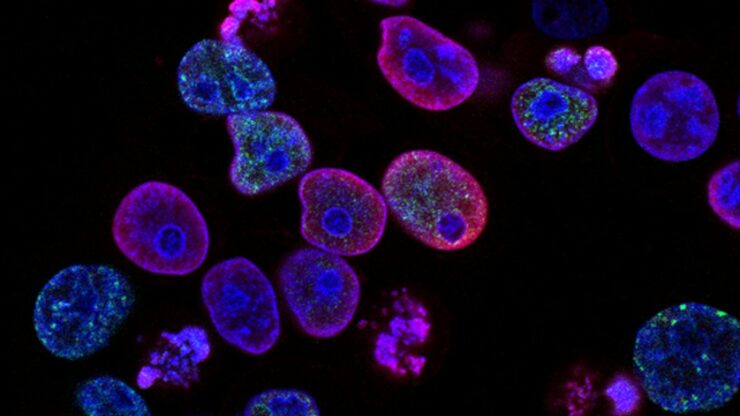 purple cells
