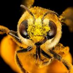 yellow and black bee on orange flower