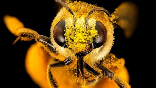 yellow and black bee on orange flower