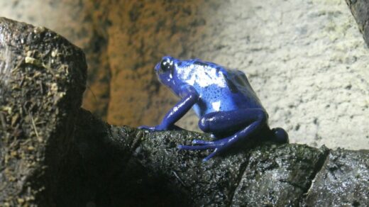A blue frog sitting on top of a tree branch
