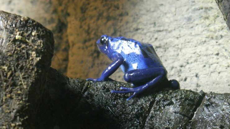 A blue frog sitting on top of a tree branch
