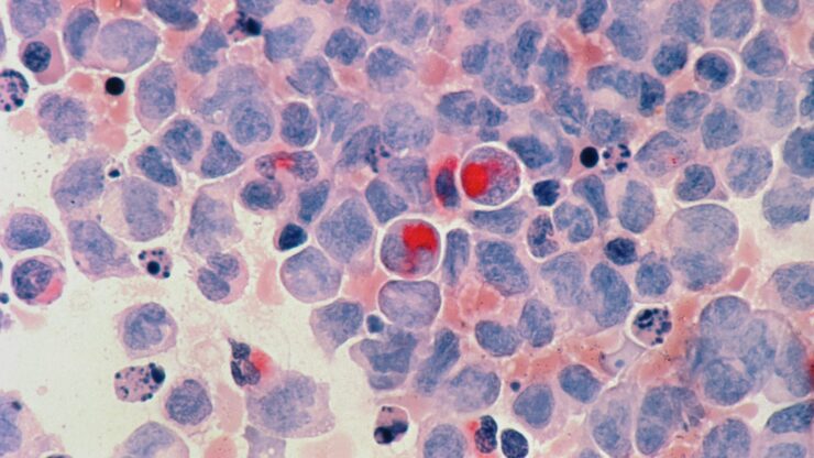 red round fruits on white and blue surface