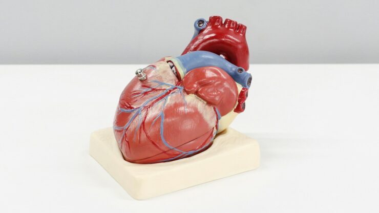 a model of a human heart on a white surface